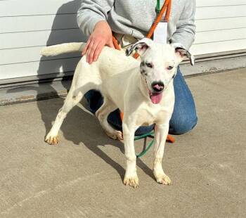 Catahoula Leopard Dog and Mixed Breed Dogs Available for Adoption - MS PRICKLEPANTS | PetCurious