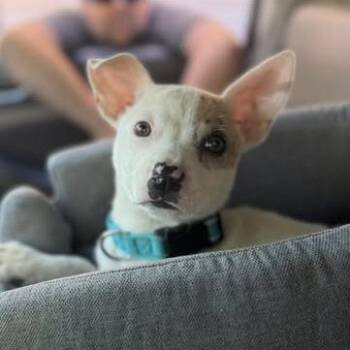 Polly -  Mixed Breed Dog for Adoption in West Olive, Michigan - Polly | PetCurious
