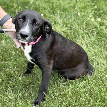 Bubblegum -  Black Labrador Retriever and Border Collie Dog Available for Adoption in South Elgin, Illinois - Bubblegum | PetCurious