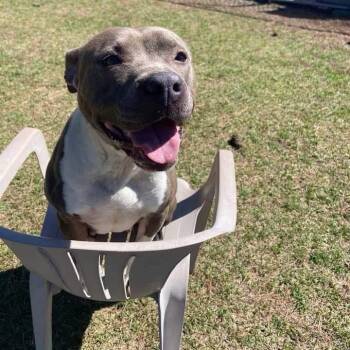 Rescue Mixed Breed Dogs for Adoption in Myrtle Beach, South Carolina - Cookie | PetCurious