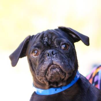 Pug Dogs Available for Adoption - Apple Fritter | PetCurious