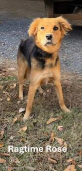 Rescue Australian Shepherd and Mixed Breed Dogs for Adoption in Albertville, Alabama - Ragtime Rosie | PetCurious
