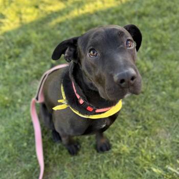 Shar Pei and Black Labrador Retriever Dogs Available for Adoption - Beauty Queen | PetCurious