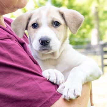 Saint Bernard and Beagle Dogs Available for Adoption in West Grove, Pennsylvania - Jenga  (Male)    Avail  5/23 | PetCurious