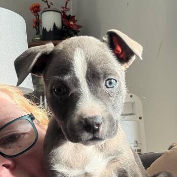 Mixed Breed Dogs Available for Adoption - Penelope | PetCurious