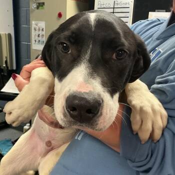 Great Pyrenees Dogs Available for Adoption in Saint Joseph, Missouri - Gary | PetCurious