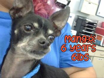 Chihuahua Dogs Available for Adoption - MANGO | PetCurious