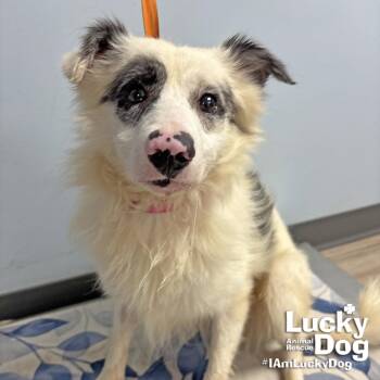 Miles -  Shetland Sheepdog Sheltie and Terrier Dog for Adoption in Washington, District Of Columbia - Miles | PetCurious