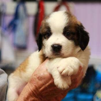 CT Honeynut -  Saint Bernard Dog for Adoption in Stormville, New York - CT Honeynut | PetCurious