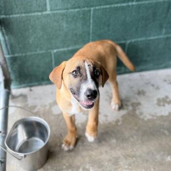 Tumbleweed -  Labrador Retriever and Terrier Dog for Adoption in Carencro, Louisiana - Tumbleweed | PetCurious