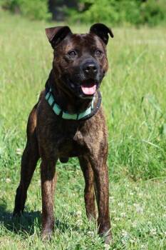 Mixed Breed Dogs Available for Adoption in Columbia, Tennessee - Jake "Beano | PetCurious