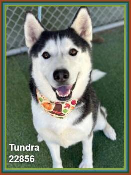 TUNDRA -  Siberian Husky Dog for Adoption in Marietta, Georgia - TUNDRA | PetCurious