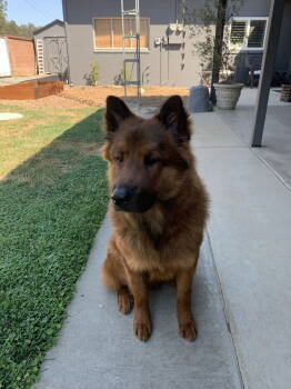 Rescue Chow Chow Dogs for Adoption in Woodland, California - Hank | PetCurious