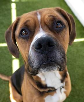Hound Dogs Available for Adoption in Encinitas, California - Beef Wellington | PetCurious