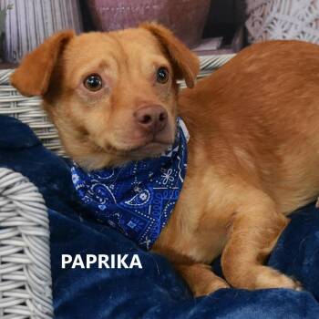 Paprika -  Mixed Breed Dog for Adoption in Yuma, Arizona - Paprika | PetCurious