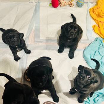Rose -  Dachshund Dog Available for Adoption in Fort Lauderdale, Florida - Rose | PetCurious