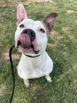 Pit Bull Terrier Dogs Available for Adoption in Richmond, Virginia - Picket | PetCurious