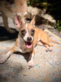Chihuahua and American Staffordshire Terrier Dogs Available for Adoption in Chico, California - Phoebe  | PetCurious