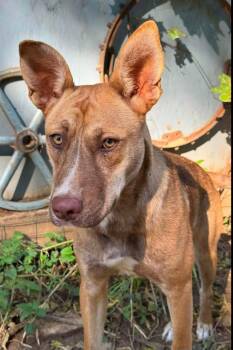Pumpkin -  Shepherd and Pit Bull Terrier Dog for Adoption in Sioux City, Iowa - Pumpkin | PetCurious