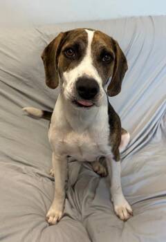 FRIZZLE -  Treeing Walker Coonhound and Mixed Breed Dog for Adoption in Brunswick, Georgia - FRIZZLE | PetCurious