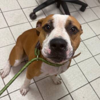 Heavy D (DD man) -  Mixed Breed Dog for Adoption in Charleston, West Virginia - Heavy D (DD Man) | PetCurious