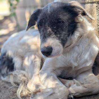 Columbina -  Jack Russell Terrier and Scottish Deerhound Dog for Adoption in Mountain Center, California - Columbina | PetCurious
