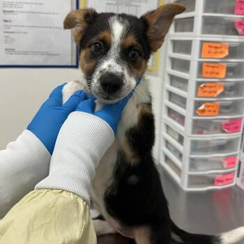 Daisy (Cheer Bear) -  Australian Shepherd and Mixed Breed Dog for Adoption in Edinburg, Texas - Daisy (Cheer Bear) | PetCurious