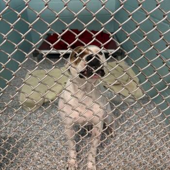 Rescue Mixed Breed Dogs for Adoption in Port Charlotte, Florida - Bella Rina | PetCurious