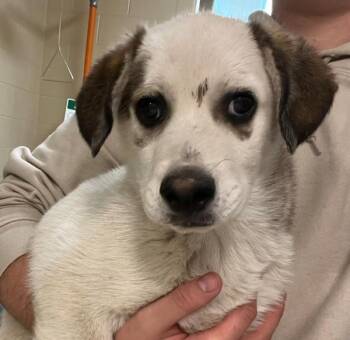 Ricky -  Australian Cattle Dog Blue Heeler and Siberian Husky Dog for Adoption in Golden, Colorado - Ricky | PetCurious