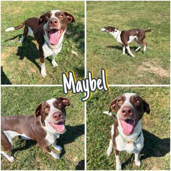 Maybel -  Pointer Dog for Adoption in Pierceton, Indiana - Maybel | PetCurious