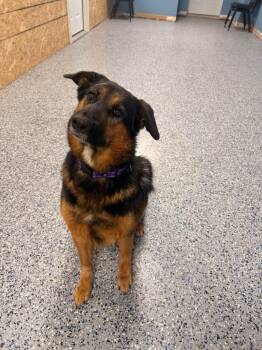 Maui -  German Shepherd Dog Dog for Adoption in Indianapolis, Indiana - Maui | PetCurious