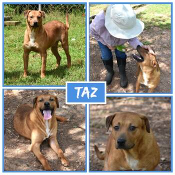 Rescue Labrador Retriever Dogs for Adoption in Wedowee, Alabama - Taz | PetCurious