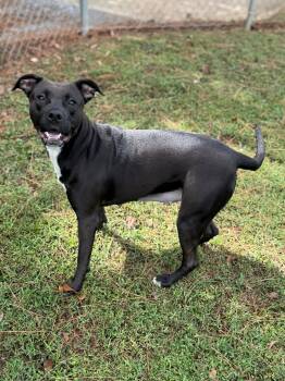 Rescue Mixed Breed Dogs for Adoption - Carney | PetCurious