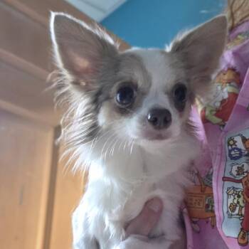 Stacy -  Chihuahua Dog for Adoption in Brookings, South Dakota - Stacy | PetCurious
