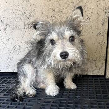 Boogie -  Schnauzer and Terrier Dog for Adoption in San Gabriel, California - Boogie | PetCurious
