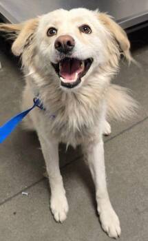 Banana Chai -  Pomeranian and Shepherd Dog for Adoption in Fresno, California - Banana Chai | PetCurious