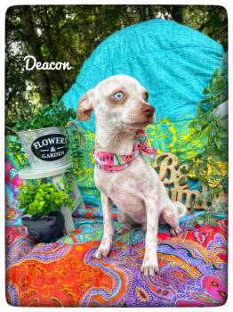 Deacon -  Chiweenie Dog for Adoption in Sebring, Florida - Deacon | PetCurious
