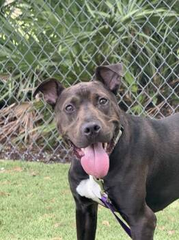 Valor - 2 -  Pit Bull Terrier and Mixed Breed Dog for Adoption in Daytona Beach, Florida - Valor - 2 | PetCurious
