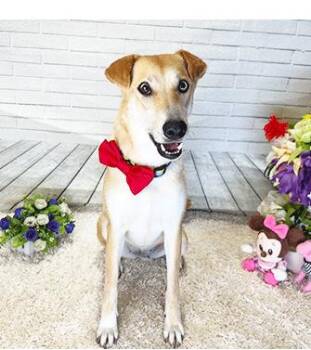 LEELA -  Labrador Retriever Dog for Adoption in Castro Valley, California - LEELA | PetCurious