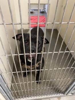 Draco -  Pit Bull Terrier Dog for Adoption in Vancouver, Washington - Draco | PetCurious