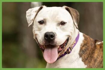 Sugar -  American Bulldog and Pit Bull Terrier Dog for Adoption in Amherst, Massachusetts - Sugar | PetCurious