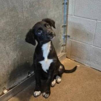Anika -  Mixed Breed Dog for Adoption in West Chester, Pennsylvania - Anika | PetCurious