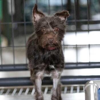 Rescue Miniature Schnauzer Dogs for Adoption in Peyton, Colorado - Anna | PetCurious