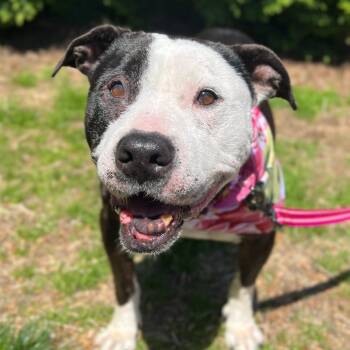 Rescue Pit Bull Terrier Dogs for Adoption in Newark, New Jersey - Mazie | PetCurious