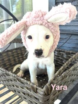 Yara - CS -  Mixed Breed Dog for Adoption in Columbia, Maryland - Yara - CS | PetCurious
