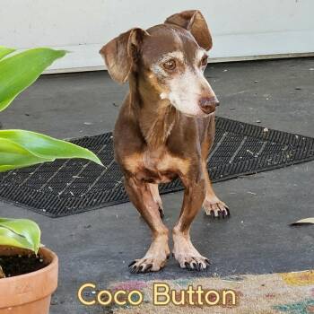 Coco Button -  Dachshund Dog for Adoption in San Antonio, Texas - Coco Button | PetCurious