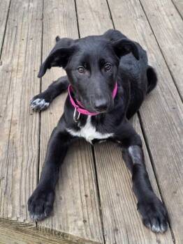 Shepherd Dogs Available for Adoption in Berwick, Maine - Riza | PetCurious