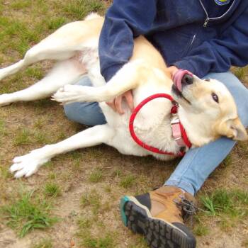 Mixed Breed Dogs Available for Adoption in Newark, New Jersey - Gouda | PetCurious
