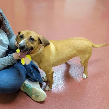 French Fry -  Beagle and Dachshund Dog for Adoption in Accident, Maryland - French Fry | PetCurious
