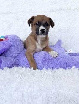 Boston Terrier and Jack Russell Terrier Dogs Available for Adoption - Cinnamon | PetCurious